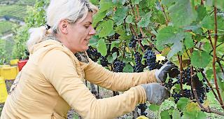 Ziviler Ungehorsam. Der Schweizer Verband der Winzer hat seinen Mitgliedern ein Schreiben zukommen lassen, mit dem sie die Eingabe eines Deklarationsdokuments verweigern und dies begr&uuml;nden k&ouml;nnen.