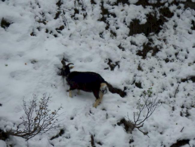 Zurückgelassen: Auf einer Alpe im Laggintal wurden mehrere Ziegen sich selbst überlassen. Am Freitag wurden die Tiere von Drittpersonen fotografiert. 