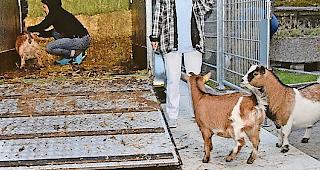 Die Martinsheim-Geissen auf dem Weg nach Agarn.