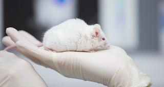 Die Initiative gegen Tierversuche fordert, dass Tierversuche als Misshandlung von Tieren und als Verbrechen eingestuft werden. 