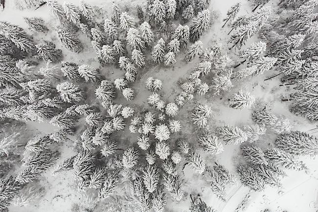 In der Nacht von Samstag auf Sonntag setzte in der ganzen Schweiz Schneefall ein. Doch nicht überall wird sich die weisse Pracht bis Weihnachten halten können. 