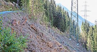 Korridor. Bei den Ausholzungsarbeiten sind im Wald breite Schneisen entstanden. An 17 Stellen werden deshalb Schutzmassnahmen realisiert.
