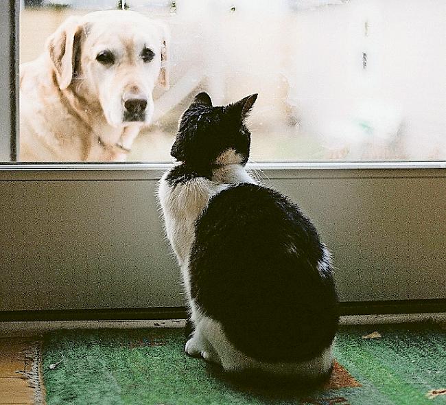 117 Katzen und 16 Hunde fanden durch den TO ein neues Zuhause.