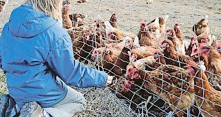 Entsteht in Steg nun doch eine Gefl&uuml;gelfarm?