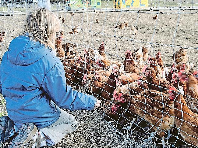 Entsteht in Steg nun doch eine Geflügelfarm?