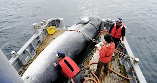 Trotz internationaler Kritik. Ab kommenden Juli will Japan Wale wieder kommerziell jagen.