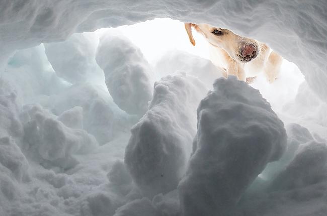 Ein Lawinensuchhund spürte das verschüttete Kind auf. (Symbolbild)