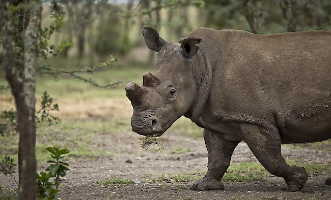 In einem Zoo in Florida ist ein Kind von einem Nashorn attackiert und verletzt worden. 