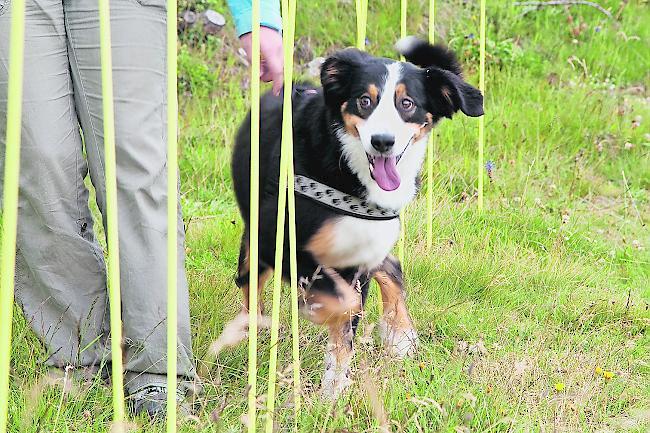 Neue Regeln. Jeder Hundehalter, der älter als 16 Jahre ist und bis dato keinen Hund gehalten hat, soll künftig zu einem Kursbesuch verpflichtet sein.