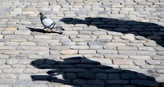 Dutzende Tauben sind in La Chaux-de-Fonds NE tot aufgefunden worden. Analysen sind im Gange, um festzustellen, ob es sich um eine Tierseuche handelt. 