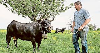 Entscheid. Eringer-Halter Patrick Perroud muss seinen Tieren trotz Mehraufwand nicht nur sommers, sondern auch im Winter Freilauf gew&auml;hren.Foto Keystone