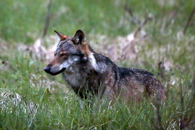 Ergisch. Wolf soll zwei Graue Bergziegen gerissen haben, die sich hinter einer Umzäunung aufhielten. Foto