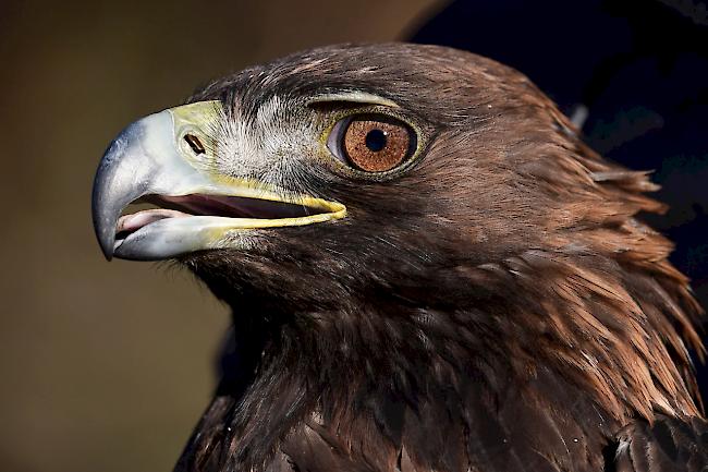 Auge in Auge. Der Steinadler, kurz bevor er nach einer Nacht bei den Forschern über die Feschelschlucht hinwegfliegt. 