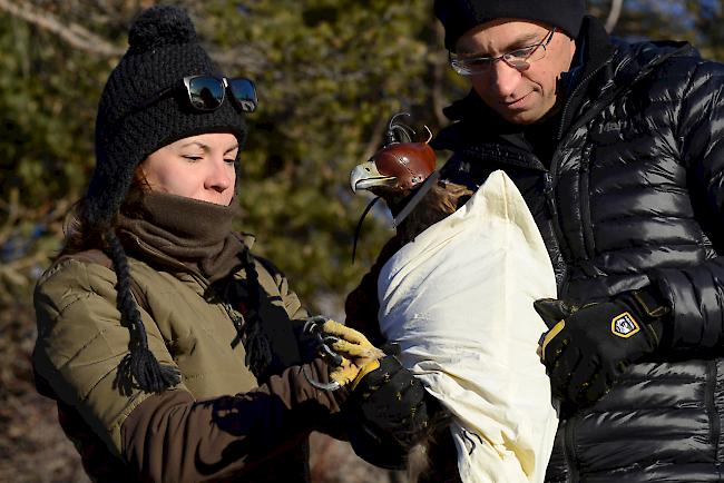 Vor dem Abflug. Ron Milgalter und Anna Sandor mit einem gefangenen Steinadler. 