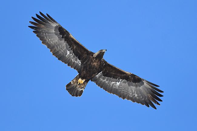 Majestätisch. Steinadler in voller Pracht. 