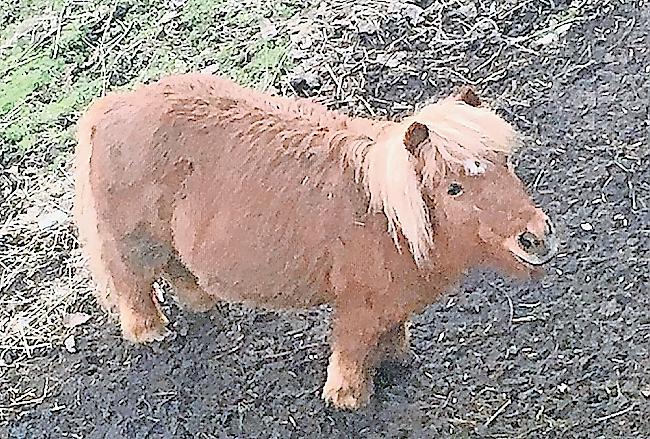 Dieses Pony sorgt in Bitsch für Gesprächsstoff.