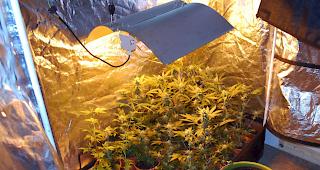 Nach Polizeikontrolle auf der Autobahn. Indoor-Hanfanlage in alter Scheune in Nebikon LU entdeckt. Vierzigj&auml;hriger Schweizer verzeigt.