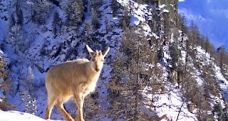Silberweiss. Vor etwa zwei Wochen ist das seltene Kitz zusammen mit der Mutter, deren Fell eine normale Zeichnung aufweist, in eine Fotofalle &shy;getappt.