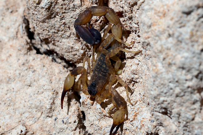 Bei dem Tier im Gepäck handelte es sich um einen erwachsenen männlichen «Lychas mucronatus». Sein Gift ist für Kinder und Allergiker tödlich und für gesunde Erwachsene sehr schmerzhaft.