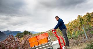 Umweltschonend. Durch das EEE-Projekt entstand unter anderem eine Elektroraupe. Mit dem Einsatz derartiger Ger&auml;te soll die CO2-Bilanz im Rebbau markant verbessert werden.