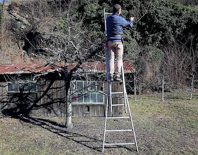 Für die Arbeit auf die Leiter. «Durch den alljährlichen Winterschnitt wird beim Jungbaum die Krone aufgebaut, beim älteren Baum wird die Krone in Form gehalten und das Fruchtholz verjüngt», so Franz Isler. 