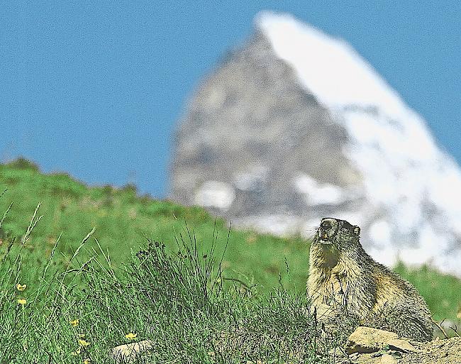 Problemfall Murmeltier. Viele Parlamentarier erachteten die im Postulat vorgeschlagenen Massnahmen als unverhältnismässig.