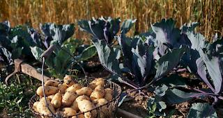 In der Schweiz wurden im vergangenen 389 Millionen Kilogramm Gem&uuml;se verkauft. Biogem&uuml;se legt deutlich zu. 