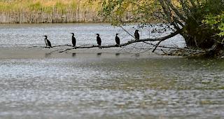Auf Beutezug. Die Kormorane besuchen zunehmend auch das Oberwallis und tauchen oft gruppenweise nach ihren Beutefischen.