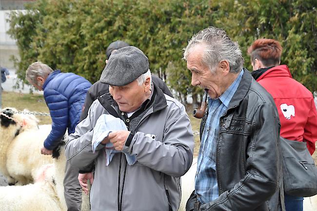 Impressionen zum Widdermarkt des Oberwalliser Schwarznasenschaftzuchtverbands beim Sepp-Blatter-Schulhaus in Visp.