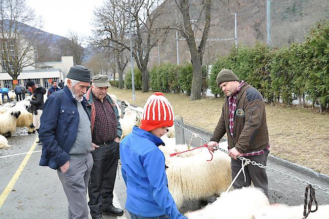 Impressionen zum Widdermarkt des Oberwalliser Schwarznasenschaftzuchtverbands beim Sepp-Blatter-Schulhaus in Visp.