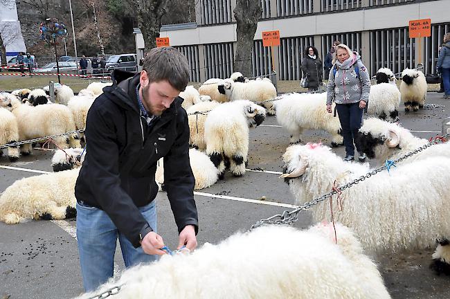 Impressionen zum Widdermarkt des Oberwalliser Schwarznasenschaftzuchtverbands beim Sepp-Blatter-Schulhaus in Visp.