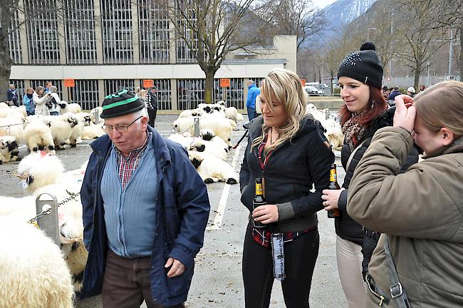 Impressionen zum Widdermarkt des Oberwalliser Schwarznasenschaftzuchtverbands beim Sepp-Blatter-Schulhaus in Visp.