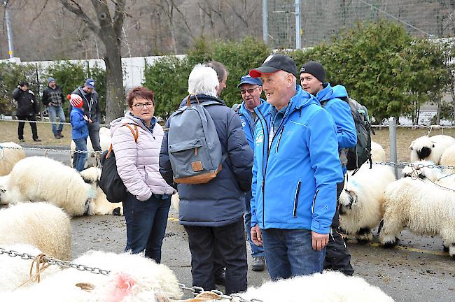 Impressionen zum Widdermarkt des Oberwalliser Schwarznasenschaftzuchtverbands beim Sepp-Blatter-Schulhaus in Visp.