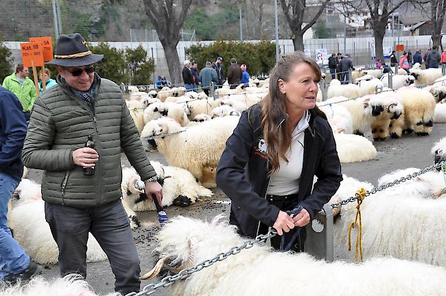 Impressionen zum Widdermarkt des Oberwalliser Schwarznasenschaftzuchtverbands beim Sepp-Blatter-Schulhaus in Visp.