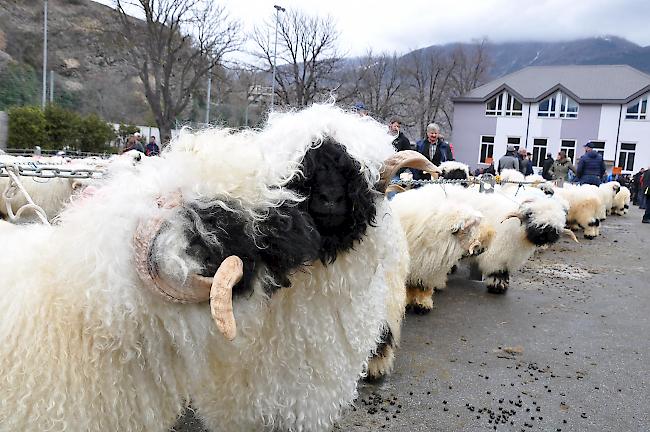 Impressionen zum Widdermarkt des Oberwalliser Schwarznasenschaftzuchtverbands beim Sepp-Blatter-Schulhaus in Visp.