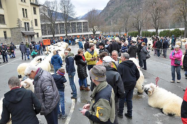 Impressionen zum Widdermarkt des Oberwalliser Schwarznasenschaftzuchtverbands beim Sepp-Blatter-Schulhaus in Visp.