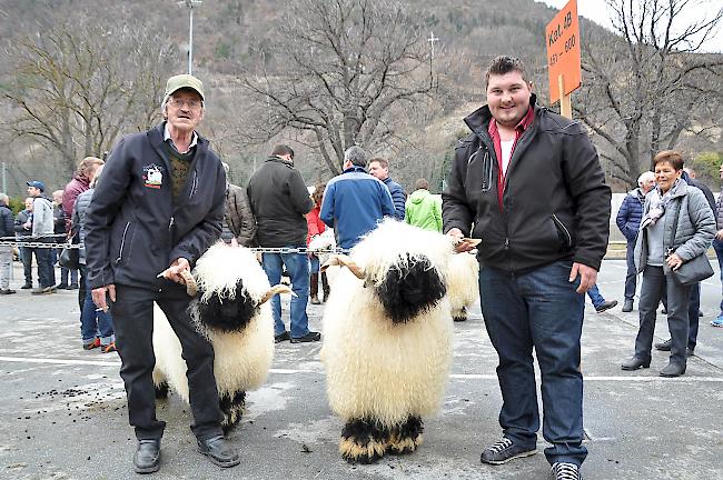 Impressionen zum Widdermarkt des Oberwalliser Schwarznasenschaftzuchtverbands beim Sepp-Blatter-Schulhaus in Visp.