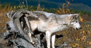 Ein Schaf wurde bei der Wolfsattacke verletzt, &uuml;berlebte aber den Angriff.