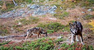 Das Augstbord-Rudel. Fotografiert im Sommer 2016. Derzeit ist es wohl im Pfynwald unterwegs.