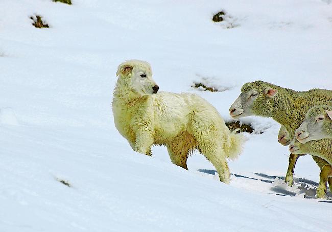 An mehr Herdenschutz im Wallis führe kein Weg vorbei, so die Verantwortlichen von Wolf Schweiz. «Einmal mehr hat sich die Walliser Politik aus totaler Unkenntnis über den Wolf und die Schwierigkeiten bei dessen Abschuss einen veritablen Schuss ins eigene Bein verpasst. Uns und den Wolf freut das.»