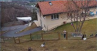 Eine &Uuml;berwachungskamera filmt den Angreifer im Ziegen-Gehege nur wenige Meter vom Haus entfernt. Die Ziegenhalterin vermag den Wolf in die Flucht zu schlagen. 