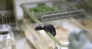 In der Schweiz wurden 2017 614'581 Tiere f&uuml;r Tierversuche eingesetzt. Die Initiative "Ja zum Tier- und Menschenversuchsverbot - Ja zu Forschungswegen mit Impulsen f&uuml;r Sicherheit und Fortschritt" will Versuche an Mensch und Tier verbieten. 