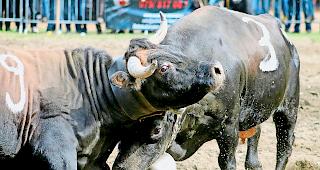 Auftritt der K&ouml;niginnen. Am 7. April findet der erste Oberwalliser Ringkuhkampf nach der Winterpause statt. Insgesamt sind  227 Tiere angemeldet.