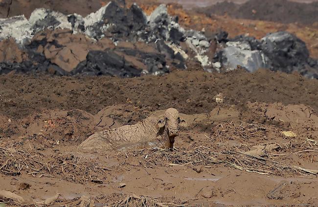 Eine Kuh liegt in einem mit Schlamm überschwemmten Feld nachdem in Brumadinho, Brasilien am 27. Januar 2019 ein Dammbruch zu einer Schlammlawine geführt hatte.