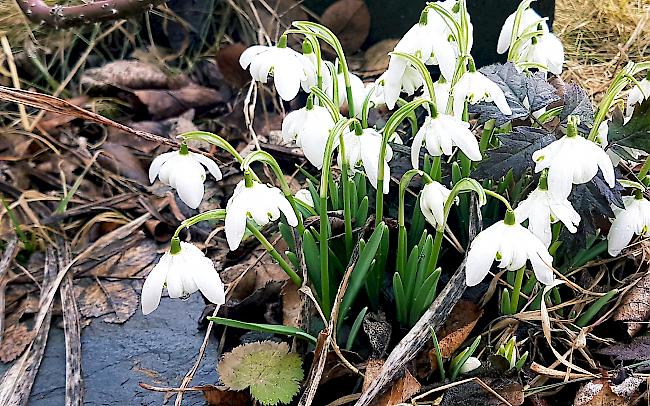 Schneeglöckchen (Galanthus nivalis) sind zeitige Frühlingsboten. Im Garten bilden die Frühlingsblüher mit der Zeit grosse Horste. 