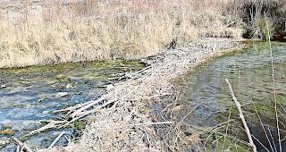 Baumeister. Im Pfynwald haben die dort ans&auml;ssigen Biber einen grossen Damm erstellt, unter anderem auch, um regelm&auml;ssig &auml;ndernde Wasserst&auml;nde auszugleichen.