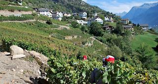 Informationsaustausch. Die Web-Anwendung e-Vendanges kommt bei den Einkellerern laut einer Studie des Kantons gut an.