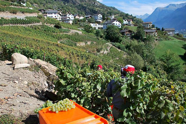 Informationsaustausch. Die Web-Anwendung e-Vendanges kommt bei den Einkellerern laut einer Studie des Kantons gut an.