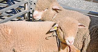 Niedlich. Die Tiere wurden je nach Alter und Geschlecht  in verschiedene Kategorien eingeteilt.