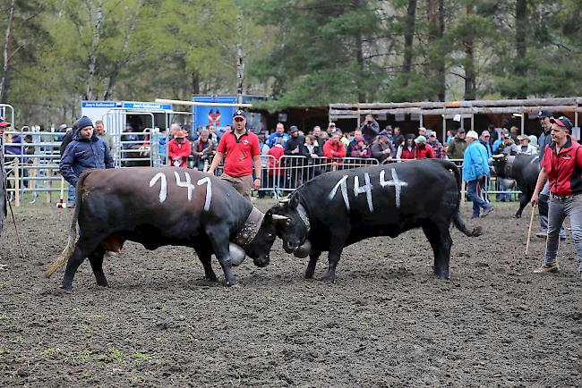 Impressionen vom ersten Frühjahrsmatch 2019 im Rarner Goler. 